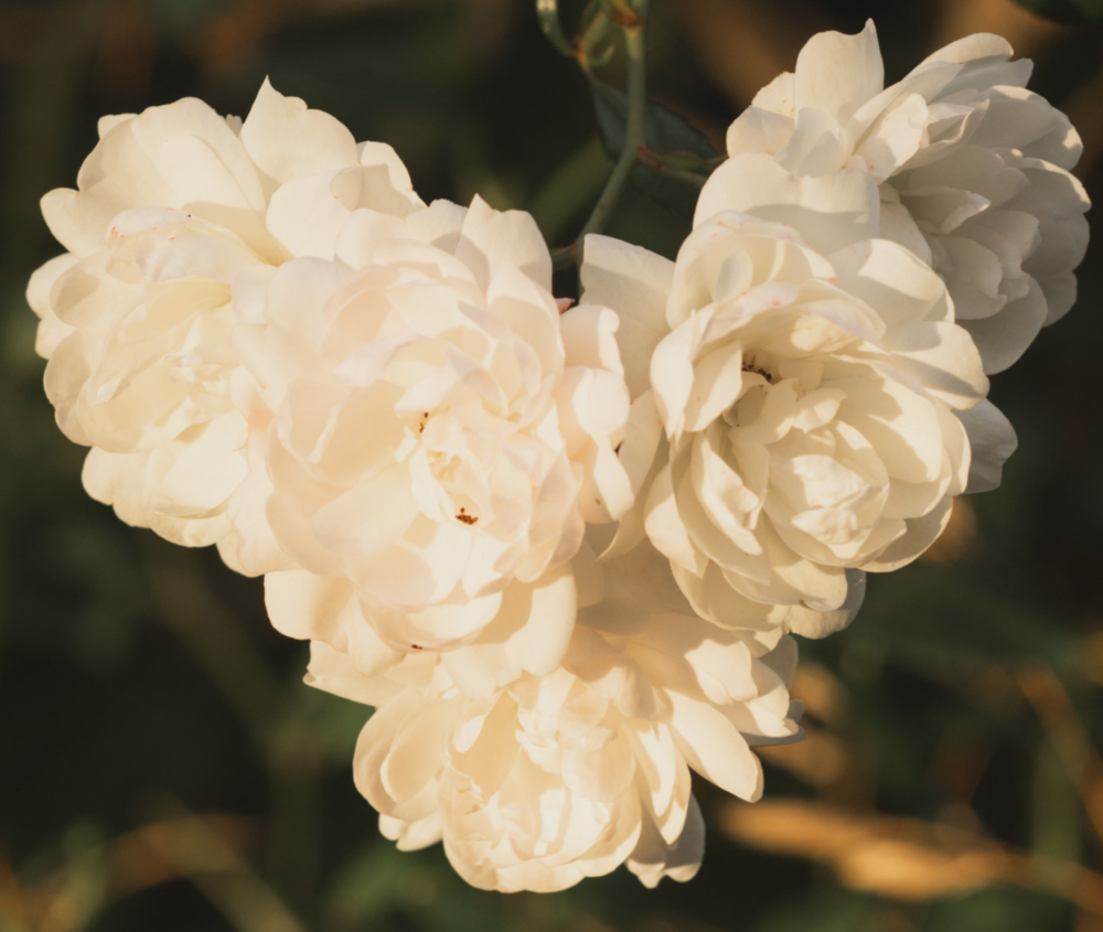 fleur-coeur